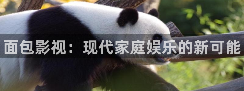 关于熊猫的电影