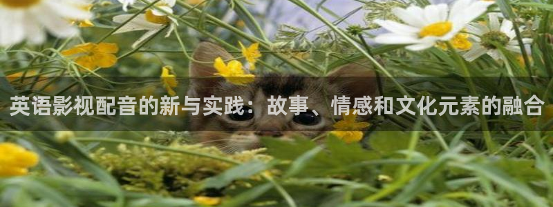 中华熊猫影视投资